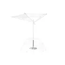 Acacia parasol